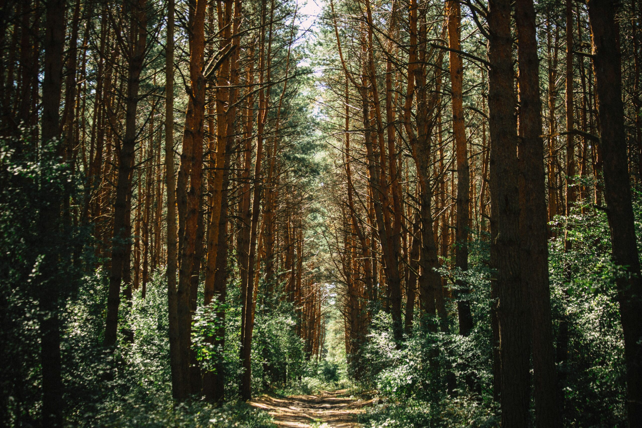 Carbon footprint calculation